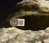 William Shatner Autographed/Signed Star Trek 16x20 Photo Beckett 46528