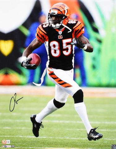 Chad Johnson Autographed Bengals 16x20 Running Photo- Beckett W Hologram *Black
